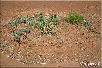 Vegetation in karger Landschaft